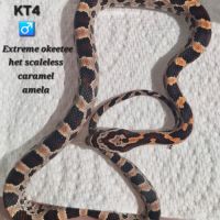 Pantherophis guttatus okeetee het scaleless #3