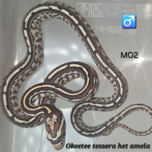 Pantherophis guttatus okeetee/reverse