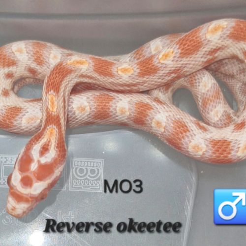 Pantherophis guttatus okeetee/reverse #2
