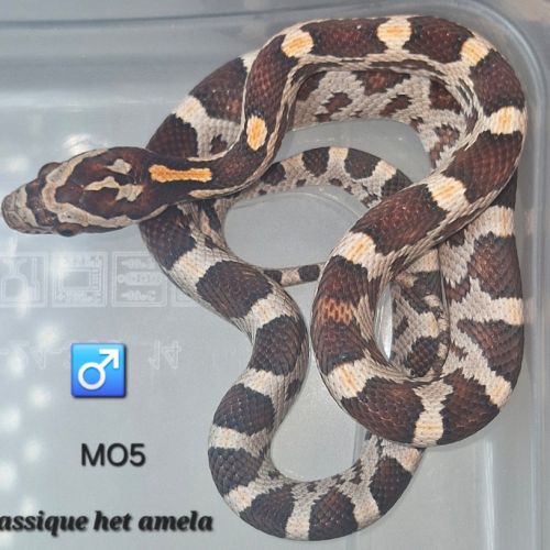 Pantherophis guttatus okeetee/reverse #3