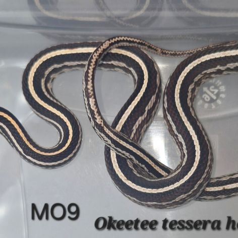 Pantherophis guttatus okeetee/reverse #6