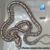 Pantherophis guttatus okeetee/reverse