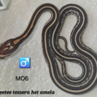 Pantherophis guttatus okeetee/reverse #4
