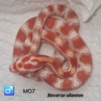 Pantherophis guttatus okeetee/reverse #5