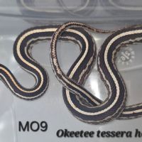 Pantherophis guttatus okeetee/reverse #6