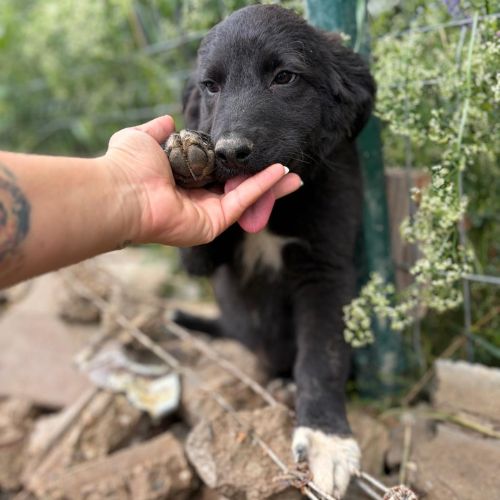 Touka petite chiot à l'adoption #1