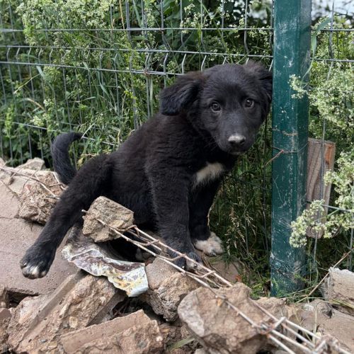 Touka petite chiot à l'adoption #2