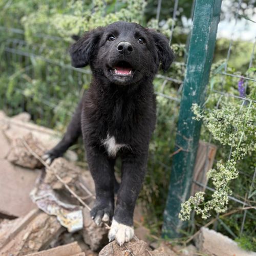Touka petite chiot à l'adoption #3