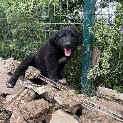 Touka petite chiot à l'adoption #4