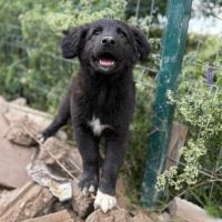 Touka petite chiot à l'adoption #3