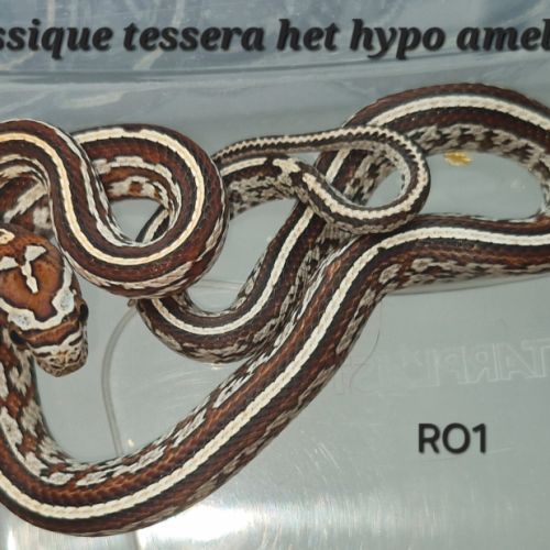 Pantherophis guttatus het hypo amela #1