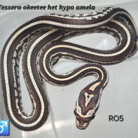 Pantherophis guttatus het hypo amela