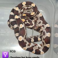 Pantherophis guttatus het hypo amela #3
