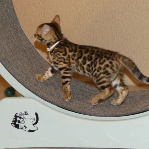 Chaton bengal femelle loof #1
