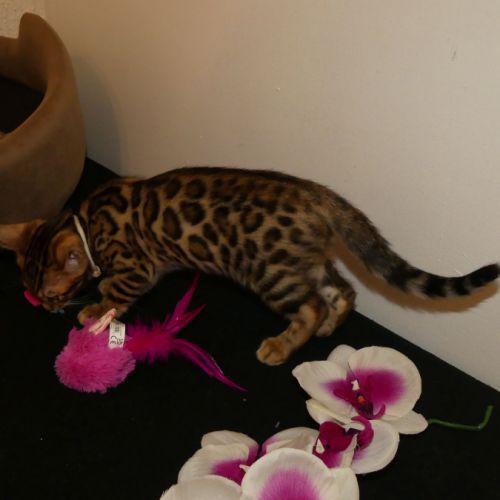 Chaton bengal femelle loof #2