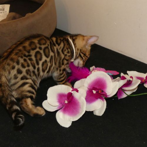 Chaton bengal femelle loof #0