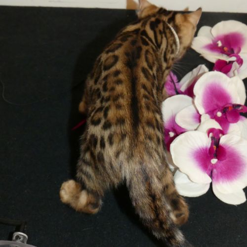 Chaton bengal femelle loof #4