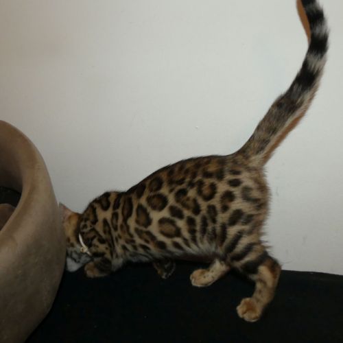 Chaton bengal femelle loof #5