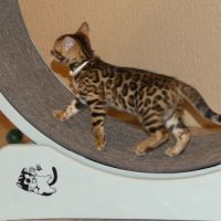 Chaton bengal femelle loof #1