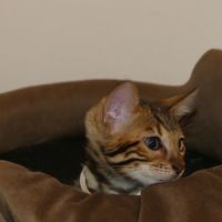 Chaton bengal femelle loof #6
