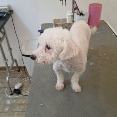 Venus bichon abandonnée à l'adoption #0