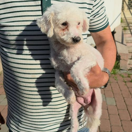 Venus bichon abandonnée à l'adoption #2