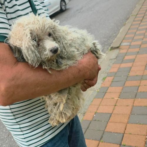 Venus bichon abandonnée à l'adoption #4