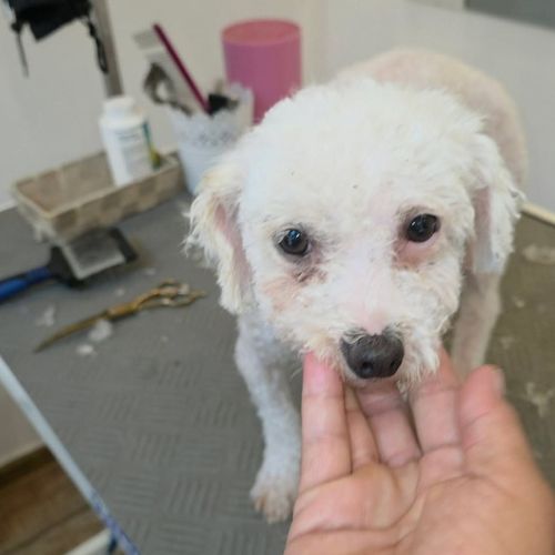 Venus bichon abandonnée à l'adoption #5