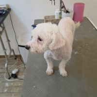 Venus bichon abandonnée à l'adoption