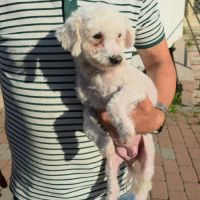 Venus bichon abandonnée à l'adoption #2