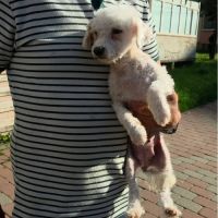 Venus bichon abandonnée à l'adoption #6