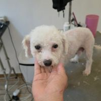 Venus bichon abandonnée à l'adoption #7