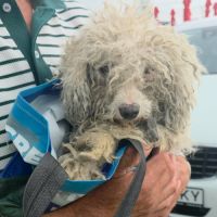 Venus bichon abandonnée à l'adoption #8
