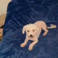 Venus bichon abandonnée à l'adoption #9
