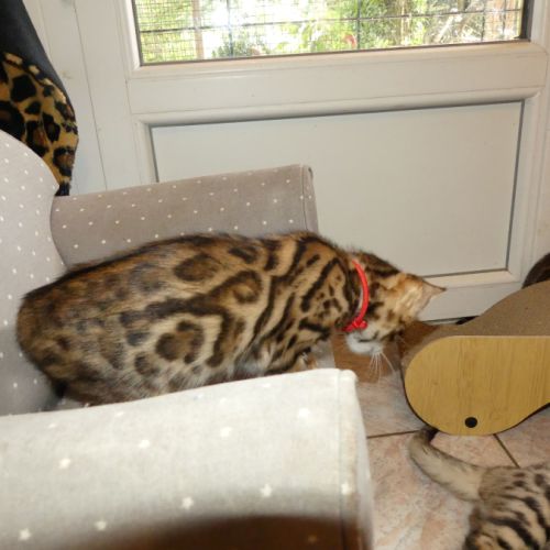 Chaton femelle bengal loof #0