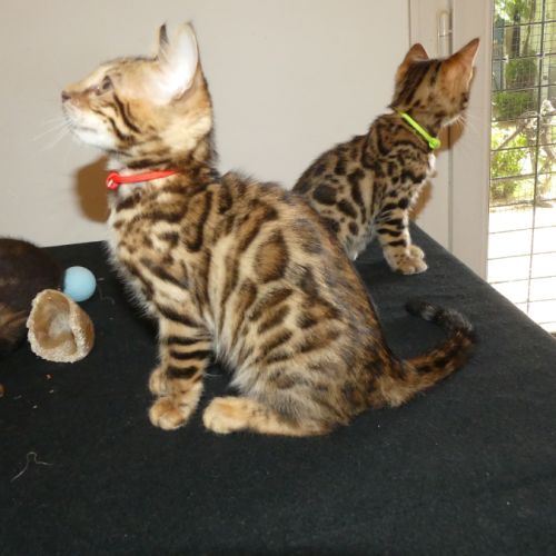 Chaton femelle bengal loof #2