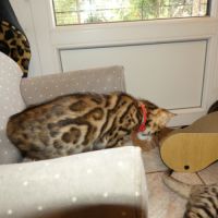 Chaton femelle bengal loof