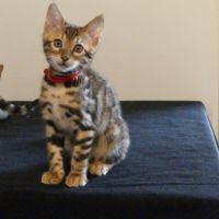 Chaton femelle bengal loof #3