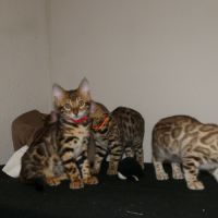 Chaton femelle bengal loof #4