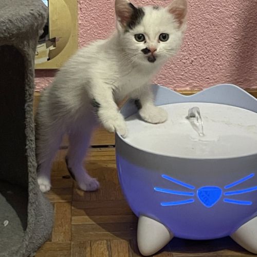 Aspirine, adorable chaton à l'adoption #1