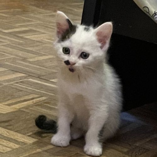 Aspirine, adorable chaton à l'adoption #0