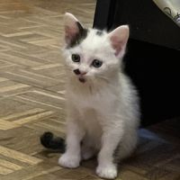 Aspirine, adorable chaton à l'adoption