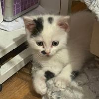 Aspirine, adorable chaton à l'adoption #3