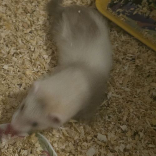 Furetons a adopter