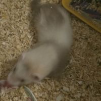 Furetons a adopter