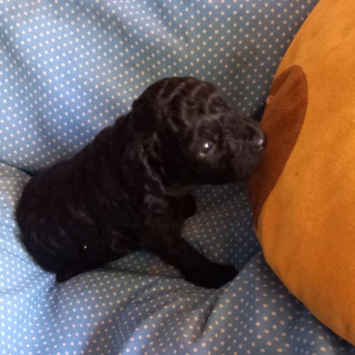 Caniche nain femelle #3