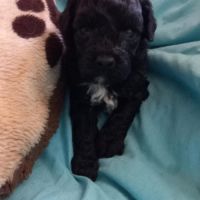 Caniche nain femelle