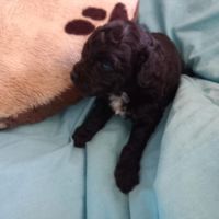 Caniche nain femelle #2