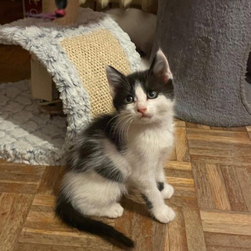 Antidote, adorable chaton à l'adoption #1