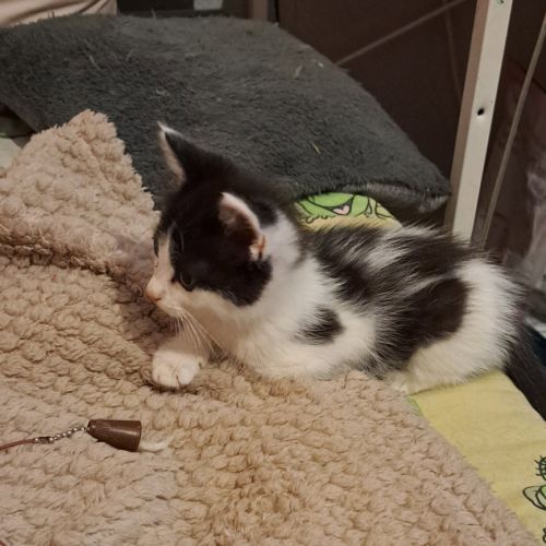 Antidote, adorable chaton à l'adoption #2